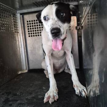 Smootie -  Pit Bull Terrier and Mixed Breed Dog for Adoption in Birmingham, Alabama - Smootie | PetCurious