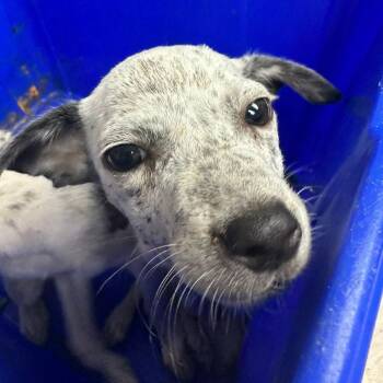 Tres -  Mixed Breed Dog for Adoption in Lakeland, Florida - Tres | PetCurious