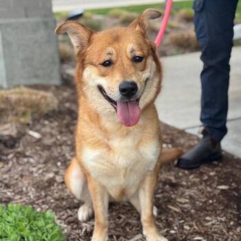 Lennon -  Shepherd and Mixed Breed Dog for Adoption in Bristol, Indiana - Lennon | PetCurious