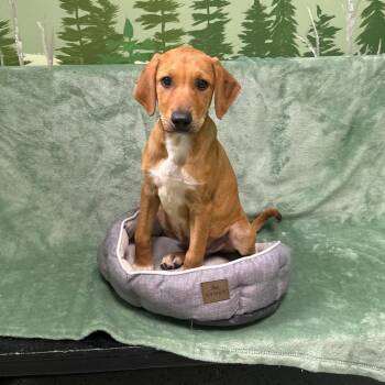Bowler -  Doberman Pinscher Dog for Adoption in Logan, Utah - Bowler | PetCurious