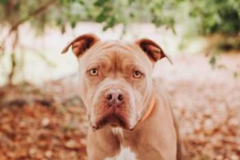 American Staffordshire Terrier and Mixed Breed Dogs Available for Adoption in North Charleston, South Carolina - 92145a Grie Man | PetCurious