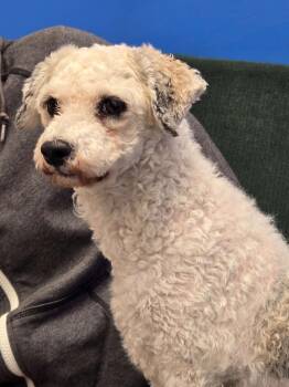 Poodle Dogs Available for Adoption - Maya | PetCurious
