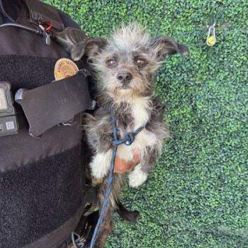 Terrier and Mixed Breed Dogs Available for Adoption - 60747535 | PetCurious