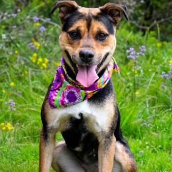 Carley -  Mixed Breed Dog for Adoption in Grayling, Michigan - Carley | PetCurious