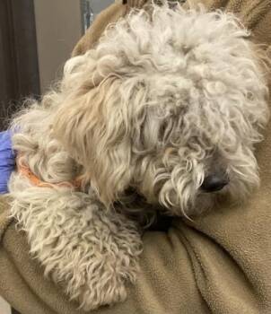 Maltese and Poodle Dogs Available for Adoption - COLETTE | PetCurious