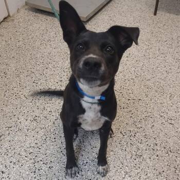 Wheeler -  Australian Cattle Dog Blue Heeler and Labrador Retriever Dog for Adoption in Hattiesburg, Mississippi - Wheeler | PetCurious