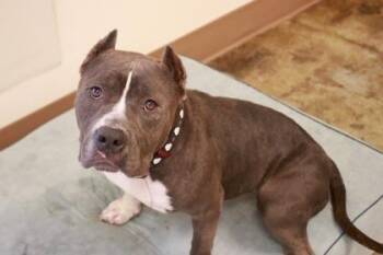 Sugar -  American Bulldog and Mixed Breed Dog for Adoption in Brunswick, Georgia - Sugar | PetCurious