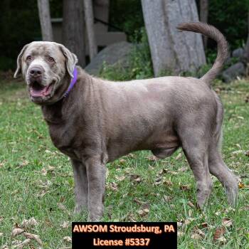 Doc -  Chocolate Labrador Retriever Dog for Adoption in Stroudsburg, Pennsylvania - Doc | PetCurious