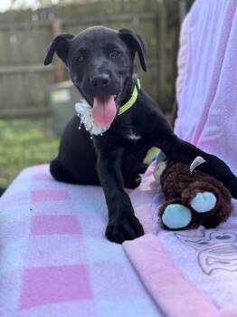 Labrador Retriever and Pit Bull Terrier Dogs Available for Adoption - Albany Choco | PetCurious