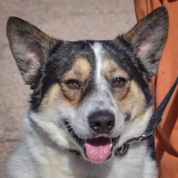 Winston -  Collie and German Shepherd Dog Dog for Adoption in Huntley, Illinois - Winston | PetCurious