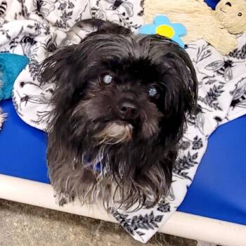 Shih Tzu Dogs Available for Adoption in Woodinville, Washington - Millie | PetCurious