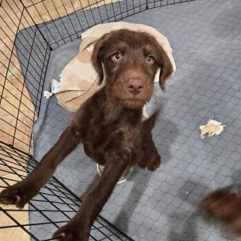 Dolly -  German Wirehaired Pointer and Mixed Breed Dog for Adoption in Abbotsford, British Columbia - Dolly | PetCurious