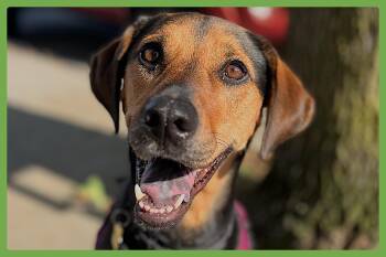 Rey -  Treeing Walker Coonhound and Hound Dog for Adoption in Amherst, Massachusetts - Rey | PetCurious