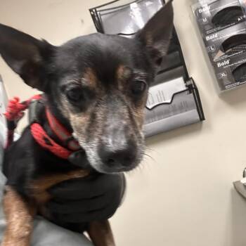 Stewart -  Chihuahua and Mixed Breed Dog for Adoption in Lakeland, Florida - Stewart | PetCurious