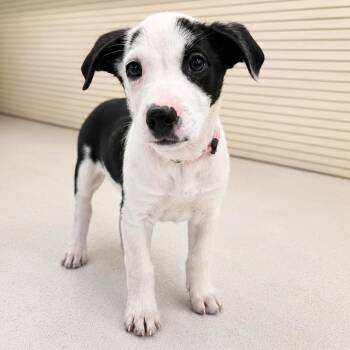 Terrier Dogs Available for Adoption in La Grange, Kentucky - ALDER | PetCurious