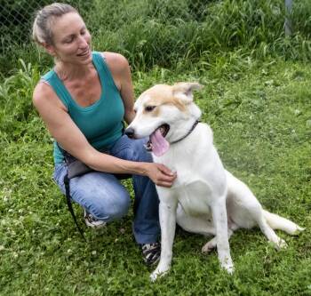 Ralphie -  Great Pyrenees Dog for Adoption in Dyer, Indiana - Ralphie | PetCurious