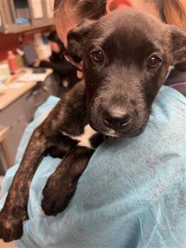 Mixed Breed Dogs Available for Adoption in Wichita, Kansas - Marquise | PetCurious