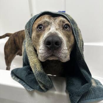 Pit Bull Terrier Dogs Available for Adoption in Warrensburg, Missouri - Thunderstruck | PetCurious