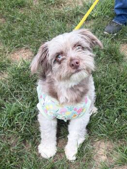 Paisley -  Poodle and Aussiedoodle Dog for Adoption in Winchester, Virginia - Paisley | PetCurious