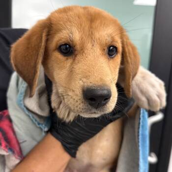 Katara -  Great Pyrenees and Mixed Breed Dog for Adoption in Abilene, Texas - Katara | PetCurious