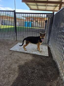 ROCKY -  German Shepherd Dog Dog for Adoption in Riverside, California - ROCKY | PetCurious