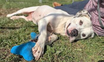 Rescue Mixed Breed Dogs for Adoption in Moundsville, West Virginia - Fannie | PetCurious