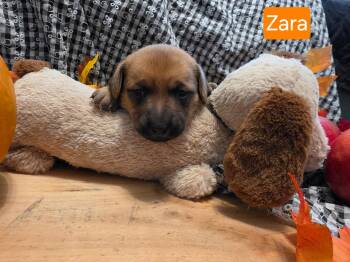 Puppy Zara -  Dachshund Dog for Adoption in Los Angeles, California - Puppy Zara | PetCurious
