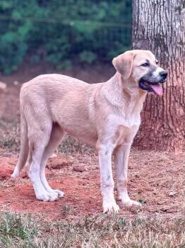 Laurant -  Anatolian Shepherd and Great Pyrenees Dog for Adoption in New Baltimore, Michigan - Laurant | PetCurious