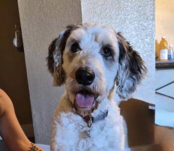 Old English Sheepdog and Poodle Dogs Available for Adoption - Lenny | PetCurious