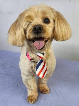 Caesar -  Cockapoo Dog for Adoption in Marina Del Rey, California - Caesar | PetCurious