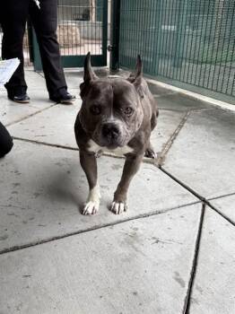 Pit Bull Terrier Dogs Available for Adoption in San Jose, California - ANGLER | PetCurious