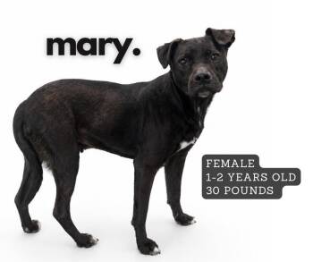 Mixed Breed Dogs Available for Adoption in Ashland, Kentucky - Mary | PetCurious