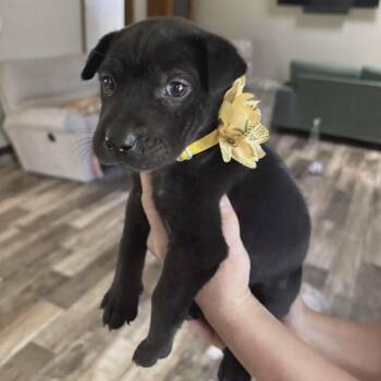 Janet (20260611-04) -  Chihuahua and Pomeranian Dog for Adoption in Niagara Falls, Ontario - Janet (20260611-04) | PetCurious
