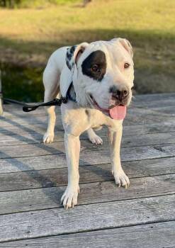 Rescue Mixed Breed Dogs for Adoption in Northwood, New Hampshire - Chance | PetCurious