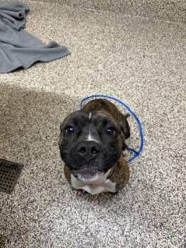 Pit Bull Terrier and Mixed Breed Dogs Available for Adoption in Westland, Michigan - Aloe | PetCurious