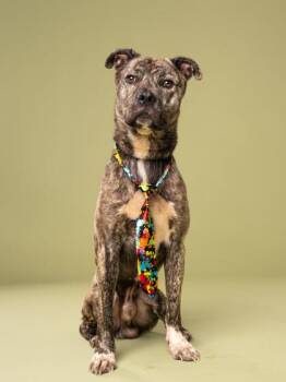 Deuce -  Labrador Retriever and Mixed Breed Dog for Adoption in Atlanta, Georgia - Deuce | PetCurious