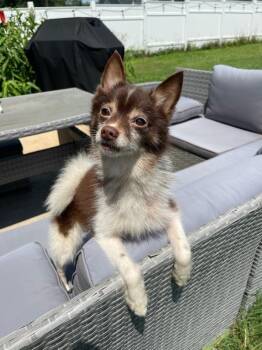 Winston -  Pomeranian Dog for Adoption in Tifton, Georgia - Winston | PetCurious
