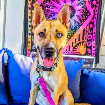 Rescue German Shepherd Dog and Husky Dogs for Adoption in Ferndale, Michigan - Charlie | PetCurious
