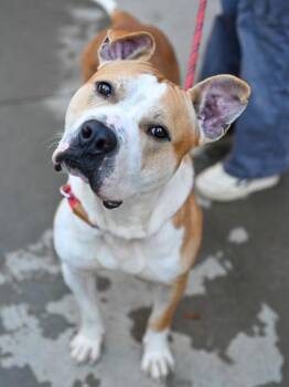 Mixed Breed Dogs Available for Adoption in Chamblee, Georgia - Waldo | PetCurious