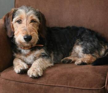 Tramp -  Mixed Breed Dog Available for Adoption in Fort Stockton, Texas - Tramp | PetCurious