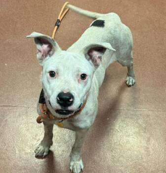Twinkle Toes -  Pit Bull Terrier and Border Collie Dog for Adoption in Oakland, California - Twinkle Toes | PetCurious