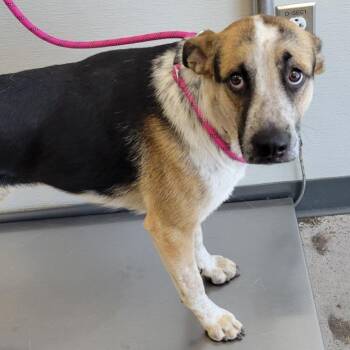 110622 -  Mixed Breed Dog for Adoption in Las Cruces, New Mexico - 110622 | PetCurious