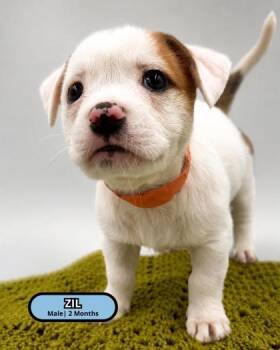 Zil -  Rat Terrier and Chihuahua Dog for Adoption in Lawrenceville, Georgia - Zil | PetCurious