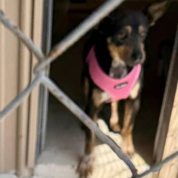 Miniature Pinscher and Mixed Breed Dogs Available for Adoption in Hohenwald, Tennessee - Jeph | PetCurious