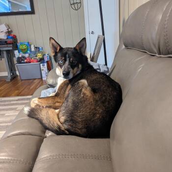 Homer -  Husky and Australian Cattle Dog Blue Heeler Dog for Adoption in Lynchburg, Virginia - Homer | PetCurious