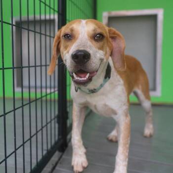 Gilmore -  Mixed Breed Dog for Adoption in Bradenton, Florida - Gilmore | PetCurious