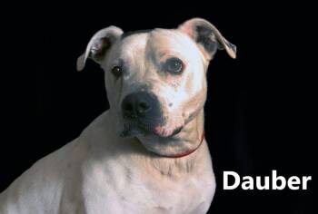 Pit Bull Terrier and Dalmatian Dogs Available for Adoption in Mount Vernon, Ohio - Dauber | PetCurious