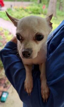Gypsy -  Chihuahua Dog for Adoption in Auburn, Indiana - Gypsy | PetCurious