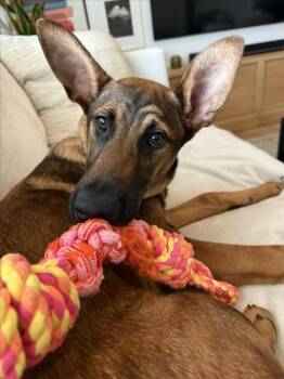 Rescue Belgian Shepherd Malinois and Doberman Pinscher Dogs for Adoption in Santa Cruz, California - KENNETH* | PetCurious