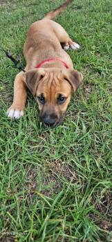 Lucky -  Mixed Breed Dog for Adoption in Raleigh, North Carolina - Lucky | PetCurious